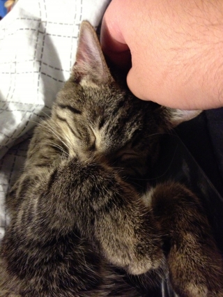 Cutest kitten pic 01